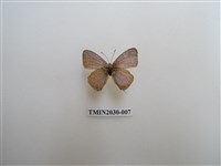 藏品(大娜波灰蝶)的圖片